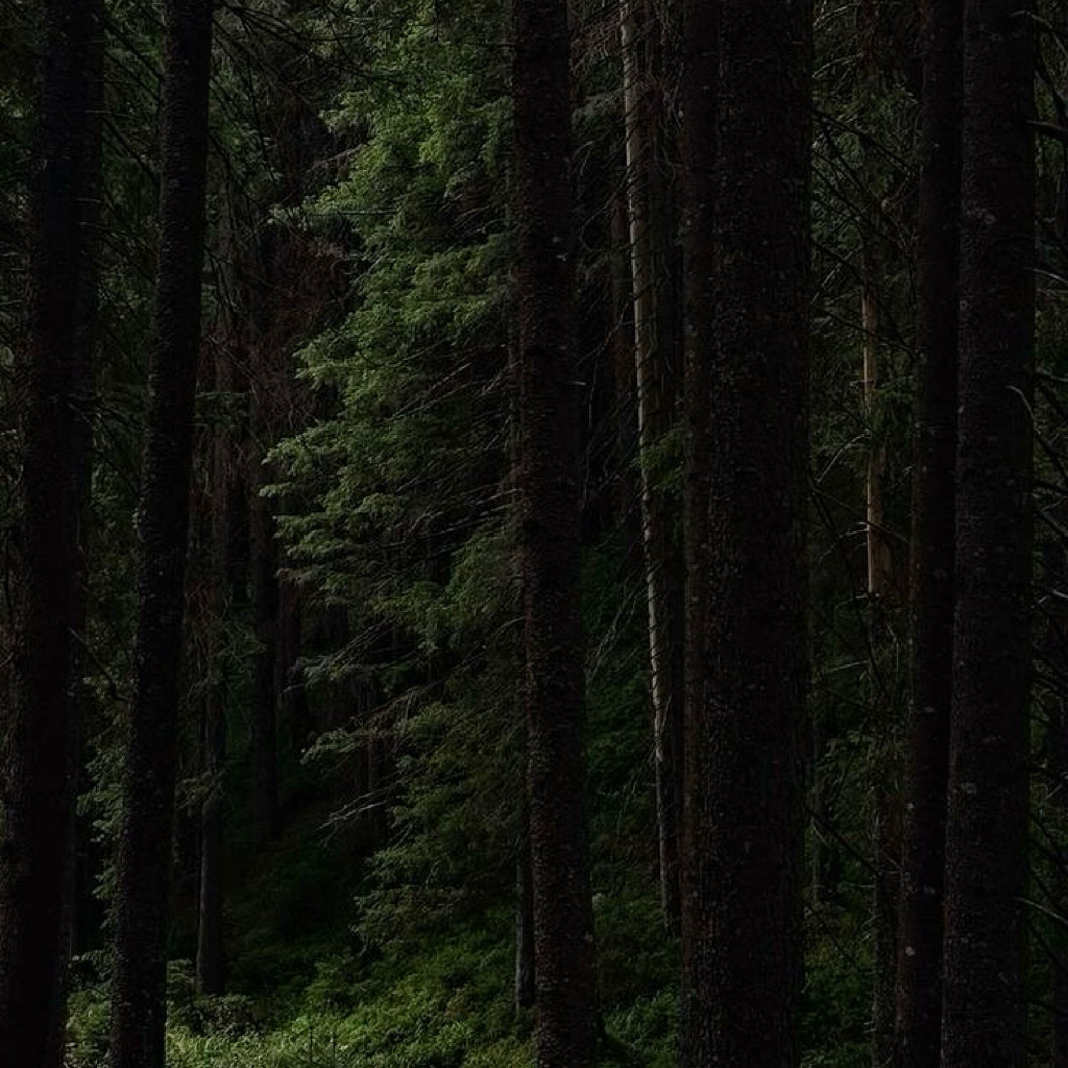 Wood